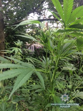 На Ужгородщині виявили посів конопель – 02