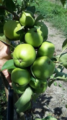 На яблучний ринок країни вривається новий гравець із Закарпаття – 07