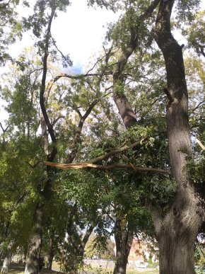 Негода в Ужгороді наробила біди – 03