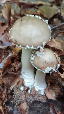 Закарпатці діляться світлинами своїх грибних знахідок – 01