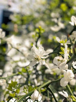 У центральній частині Мукачева квітне незвичне дерево – 01