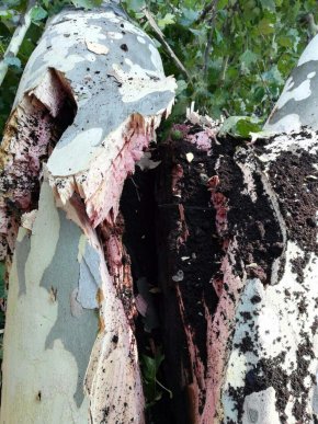 У Мукачеві на території однієї з шкіл вирубали гнилі дерева – 02