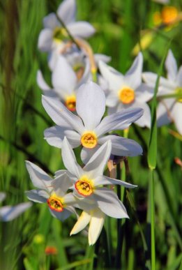 Італійське видання написало про закарпатську Долину нарцисів – 01