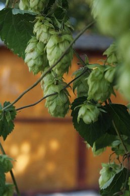 "Варишське пиво": чим пригощають гостей фестивалю – 25