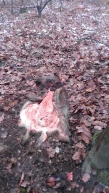 Закарпатці у лісі натрапляють на моторошні знахідки – 03