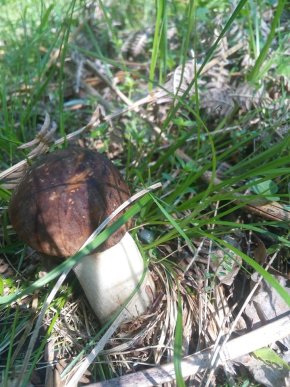 Грибний сезон: закарпатці діляться фотографіями із "тихого полювання" – 02