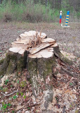 У трьох районах Закарпаття незаконно вирубали ліс на 12 мільйонів гривень – 02