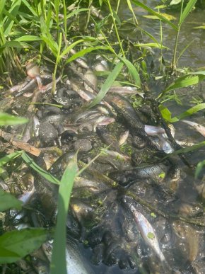 У річці на Мукачівщині екологічна інспекція виявила масову загибель риби – 04