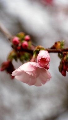 У Мукачеві квітне "шалена" сакура – 02