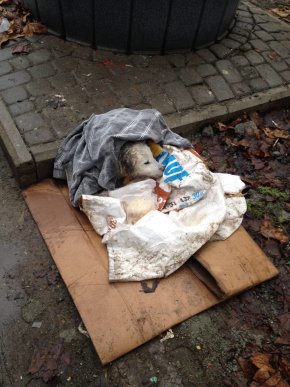 Мукачівців обурив жорстокий вчинок невідомих – 01