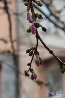 У Мукачеві вже розквітла перша сакура – 09