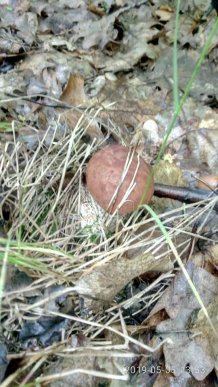 Грибний сезон: закарпатці в соцмережах діляться фотографіями із тихого полювання – 06