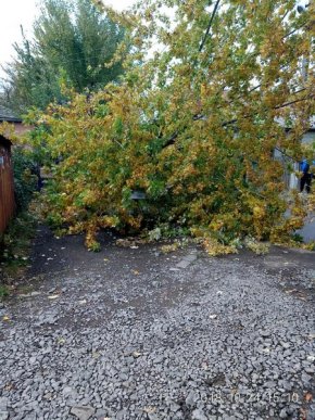 В Ужгороді дерево впало на автомобіль – 02