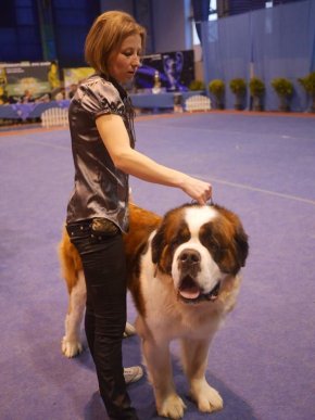 В Ужгороді визначили переможця Міжнародної виставки собак – 15