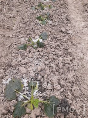 На Мукачівщині заморозки знищили врожай городини – 07