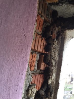 Під час ремонту у багатоповерхівці знайшли десятки кажанів – 05