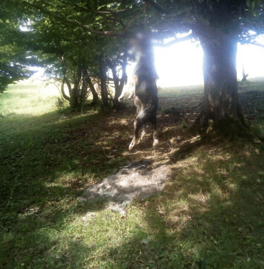 Нелюдський вчинок: невідомі повісили собаку на дереві – 02