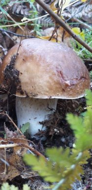 У лісах Закарпаття збирають щедрий грибний урожай – 07