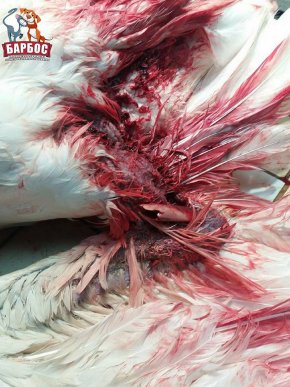 В Ужгороді рятували лебедя, над яким познущалися невідомі – 03