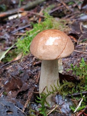 Грибний сезон на Закарпатті: в яких районах вже збирають гриби – 14 Грибний сезон на Закарпатті: в яких районах вже збирають гриби – 14