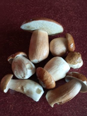 У кількох районах Закарпаття вже збирають гриби – 09