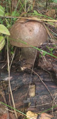 Грибний сезон на Закарпатті: в яких районах вже збирають гриби – 07 Грибний сезон на Закарпатті: в яких районах вже збирають гриби – 07