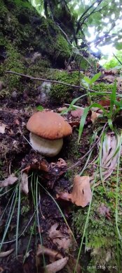 Закарпатці діляться світлинами своїх грибних знахідок – 07