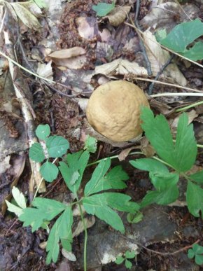 У кількох районах Закарпаття вже збирають гриби – 10