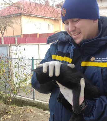 В Ужгороді рятувальники зняли з дерева кота, який просидів там 2 дні і не міг злізти – 03