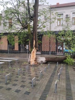 У Мукачеві шквальний вітер повалив дерева  – 03
