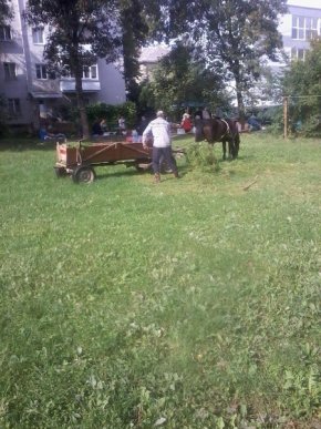 Муніципали складають протоколи на мукачівців, які випасають коней на зелених зонах – 02