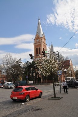 У Мукачеві зацвіли перші сакури та магнолії: місто в очікуванні туристів (ФОТО) – 09 У Мукачеві зацвіли перші сакури та магнолії: місто в очікуванні туристів (ФОТО) – 09