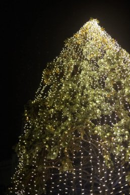 У Мукачеві засвітили вогні на головній ялинці міста – 04