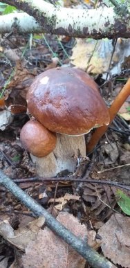 У лісах Закарпаття збирають щедрий грибний урожай – 14