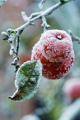 Картинки на телефон: обирайте нову заставку з зимовим вайбом – 14