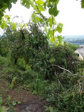 Шквальний вітер поламав персики і абрикоси на Чорній горі, що на Виноградівщині – 03