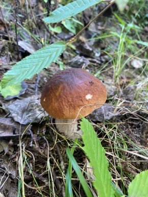 Грибний бум на Закарпатті: де зараз збирають найбільше грибів – 12