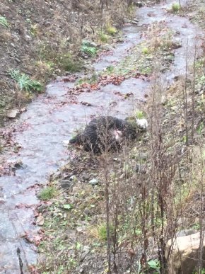 На Закарпатті вовки наробили лиха, – соцмережі – 01