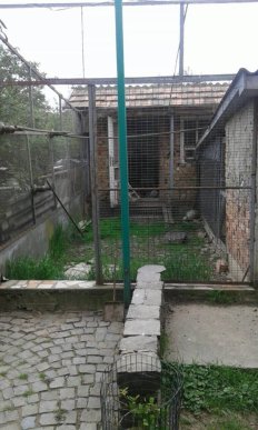 На Мукачівщині у чоловіка вкрали більше трьох десятків голубів – 01