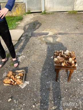 Грибний бум на Мукачівщині або як місцеві заробляють на дарах лісу – 06