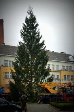В Ужгороді почали встановлювати головну ялинку області – 02