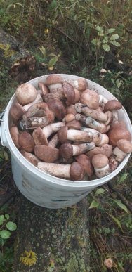 Грибний сезон на Закарпатті: в яких районах вже збирають гриби – 04 Грибний сезон на Закарпатті: в яких районах вже збирають гриби – 04