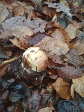 Зима грибам не перепона: закарпатці хизуються щедрим грибним "уловом" – 02