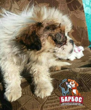 Через людські знущання собака залишилася без очей – 02