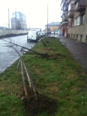 Вночі у Мукачеві вандали наробили біди: пошкодили молоді саджанці дерев – 03