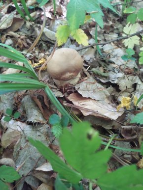 Грибний сезон на Закарпатті: відомо, в яких районах уже збирають лісові трофеї – 07