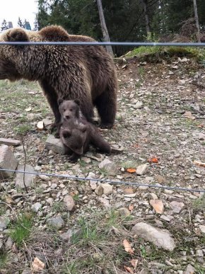 У реабілітаційному центрі "Синевир" народилися ведмежата – 04