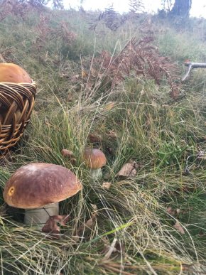 У лісах Закарпаття збирають щедрий грибний урожай – 05