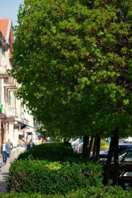 Вишні, магнолії, сакури: із кожним днем в Ужгороді квітне дедалі більше дерев – 06