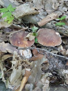 Грибний сезон на Закарпатті: відомо, в яких районах уже збирають лісові трофеї – 05